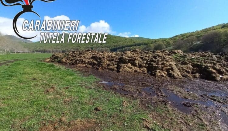 Castello del Matese (CE). Sequestrati uno scarico di acque reflue abusivo e un enorme cumulo di letame stoccato sul suolo nudo esposto alla degradazione atmosferica.