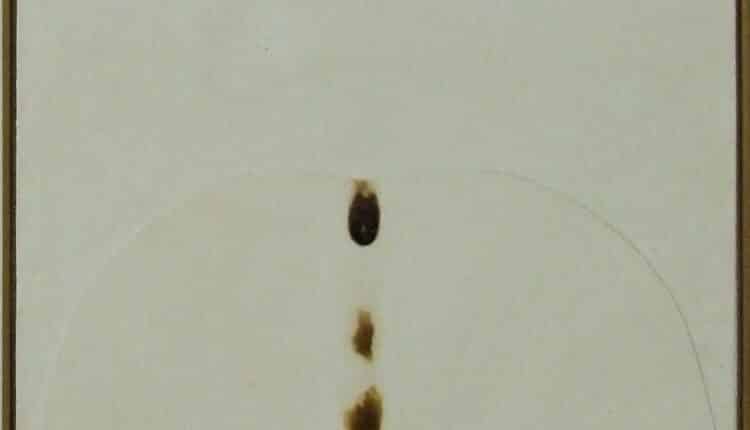 Livorno. Proseguono anche a maggio le visite guidate sul contemporaneo: focus su Alberto Burri.