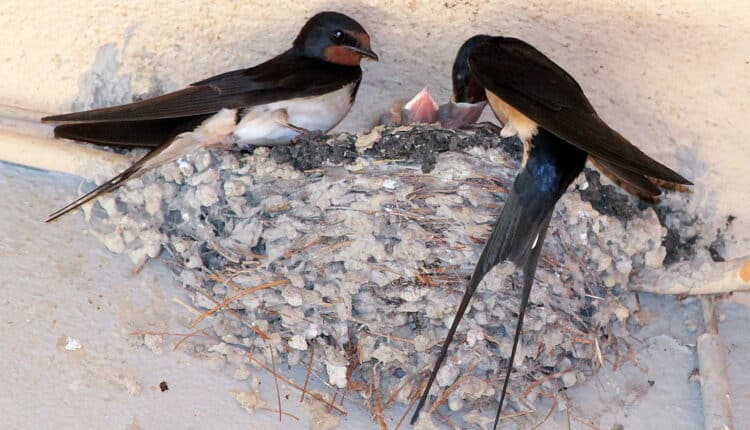 Roma: OIPA vietato distruggere nidi di rondini, rondoni e specie affini