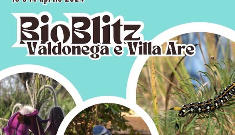 Verona, arriva il terzo BioBlitz organizzato dal Museo di Storia Naturale e dal Comune di Verona, alla scoperta della biodiversità