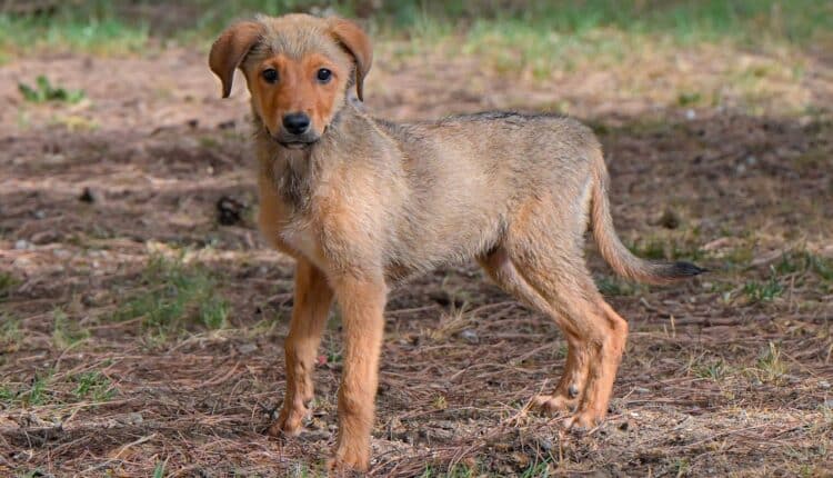 Cagliari: al Canile municipale Willy cerca una nuova famiglia da amare.