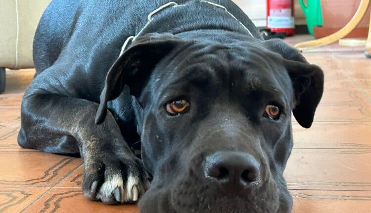 Mirafiori. Cane vittima di maltrattamento recuperato dalla Polizia: ora cerca una nuova casa.