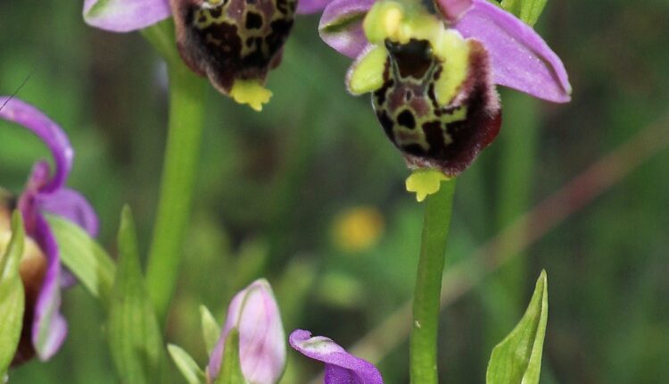 Cuneo: nel Parco Fluviale il regno delle orchidee.