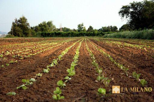 Emilia-Romagna prima in Italia per numero di trasformatori di prodotti biologici: nel 2030 coltivazioni 'a basso impatto ambientale' sul 45% della superficie agricola utilizzata.
