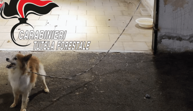 Teverola (CE): cane chiuso al buio in box auto salvato dai carabinieri forestale di Marcianise