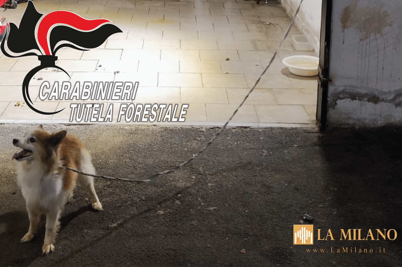 Teverola (CE): cane chiuso al buio in box auto salvato dai carabinieri forestale di Marcianise