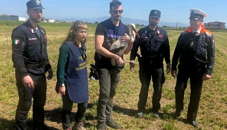 Cancello ed Arnone, rilasciata in natura la cicogna bianca trovata denutrita nei giorni scorsi