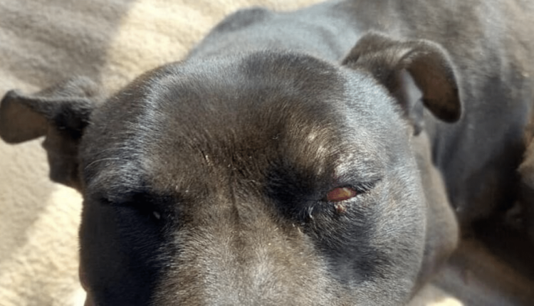 Palermo, picchiano un cane e tentano di seppellirlo vivo scattano due denunce