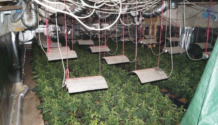 Castel Bolognese, scoperto un casolare per la produzione di marijuana: sequestrati più di 30 chili