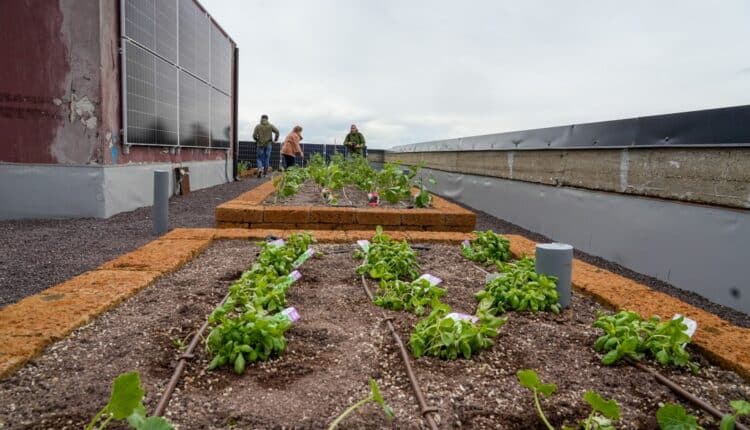 Milano. Nuova vita per le torri di Via Russoli, riqualificate anche con scarti di riso.
