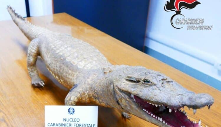 Trovato un coccodrillo imbalsamato ad Asti intervento dei Carabinieri Forestali