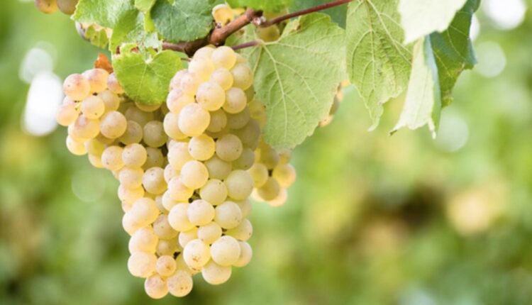 Verona: Vinitaly, Al Masaf il vino guarda al futuro con una istallazione immersiva per scoprirne l'essenza più profonda.