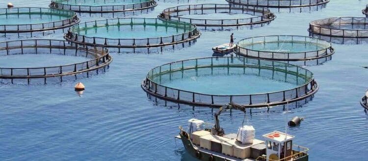 Venezia, il Distretto di Pesca Nord Adriatico approva un nuovo documento: attuato lo stato di emergenza per la proliferazione del granchio blu