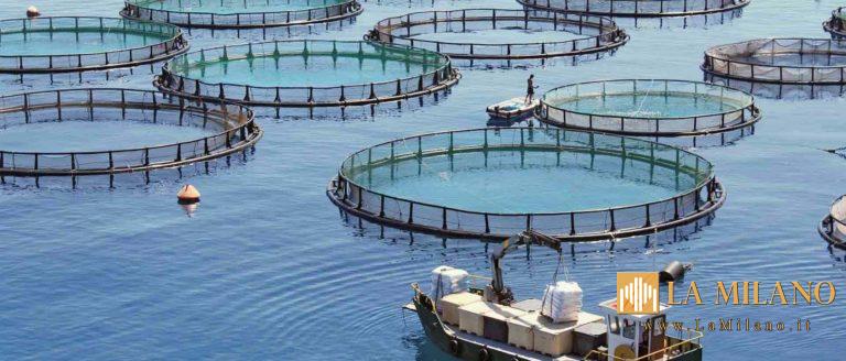 Venezia, il Distretto di Pesca Nord Adriatico approva un nuovo documento: attuato lo stato di emergenza per la proliferazione del granchio blu