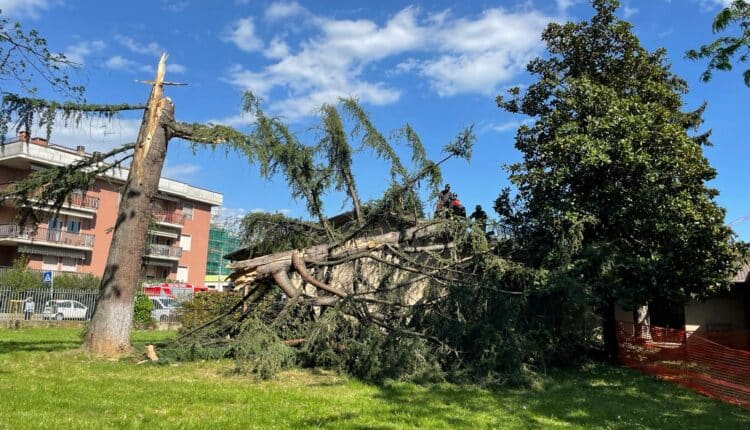 Verona. Cade albero in un'area della Scuola dell'infanzia Arcobaleno a causa del forte vento. 