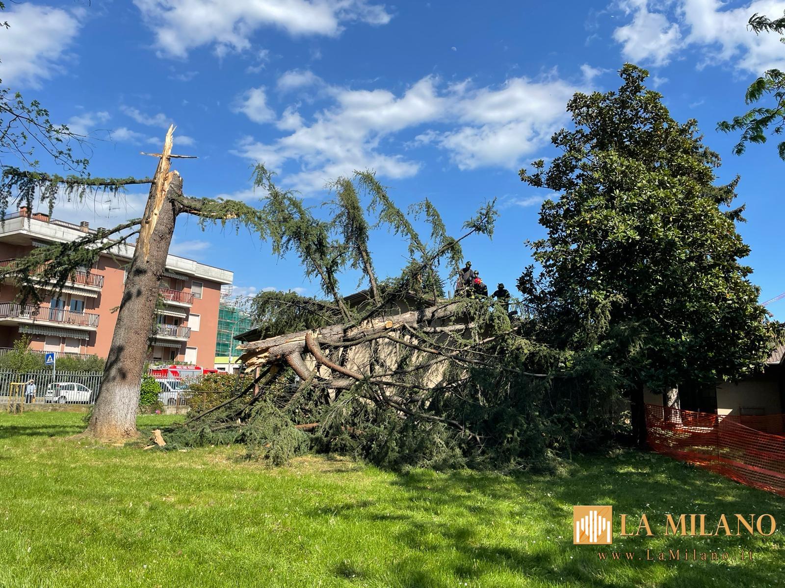 Verona. Cade albero in un'area della Scuola dell'infanzia Arcobaleno a causa del forte vento. 