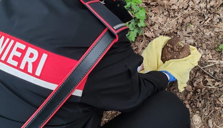 Maida, Catanzaro. I Carabinieri soccorrono e salvano due animali di specie protette: una "civetta" ed una "tortora orientale dal collare" con le ali spezzate.