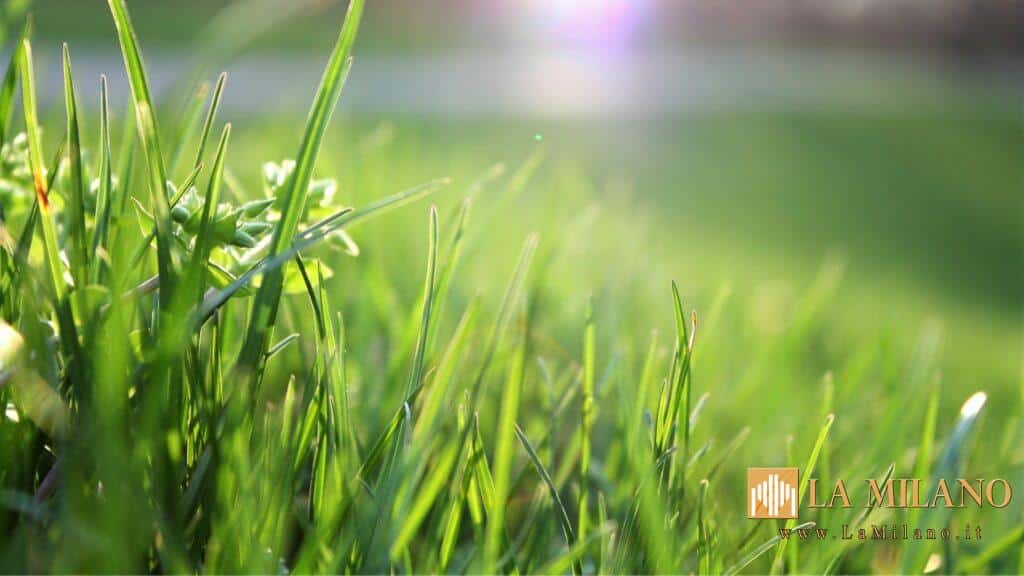 Milano, Garante del verde, del suolo e degli alberi: la riduzione degli sfalci dell'erba è una pratica utile e benevola
