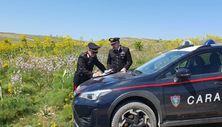 Altamura, Bari. Parco nazionale dell’Alta Murgia: “truffa dei pascoli” ai danni dell’UE. Carabinieri Forestali sequestrano beni e proprietà per 400.000 euro.