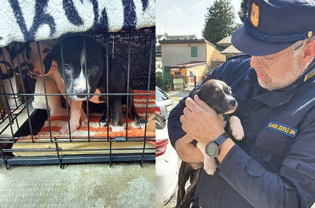Brianza. Denunciato il detentore di due cuccioli per maltrattamento animali.