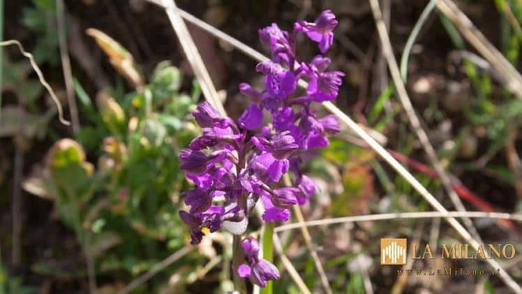 Le bellezze delle orchidee spontanee veronesi: fino al 12 maggio 2024, al Museo di Storia Naturale di Verona.