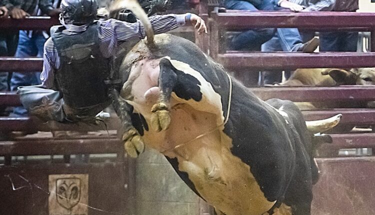 Roma, rodeo con monta di tori: l'Oipa ne chiede l'annullamento: «Viola il regolamento comunale, evento inaccettabile"