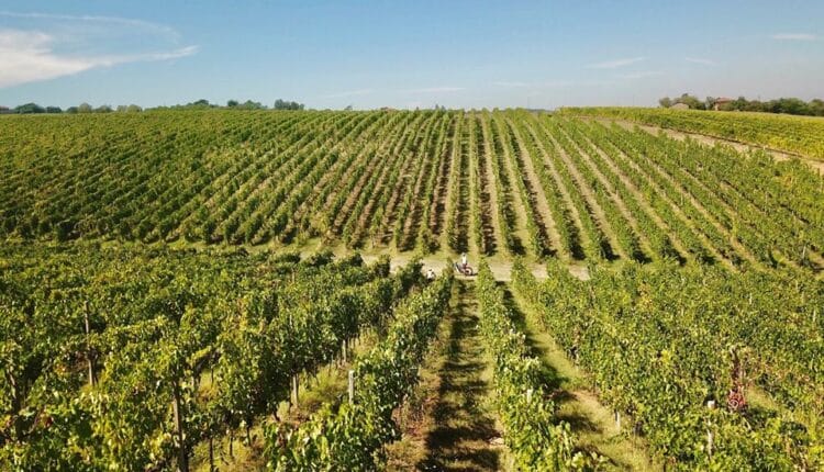 Bologna. Contributo di 13 milioni di euro per estirpare e reimpiantare vigneti. Aperto un bando regionale che fissa modalità, risorse e tempi degli interventi.