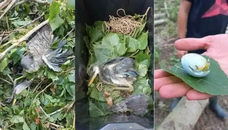 Viadana, i Carabinieri Forestali salvano una garzaia da un abbattimento di un pioppeto