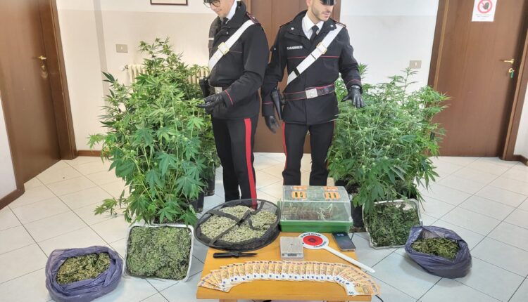 San Lazzaro di Savena, nell'abitazione piante di canapa indiana, foglie di marijuana e un coltello a serramanico: arrestato 55enne