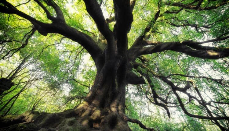 La Regione Sicilia dona 90 mila euro ai comuni per la cura e la valorizzazione degli alberi monumentali