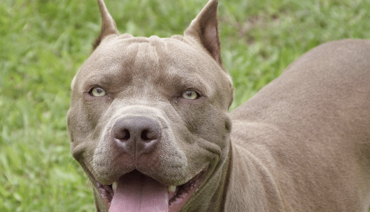 Bambina ferita da un pitbull. Oipa Altra vittima della moda