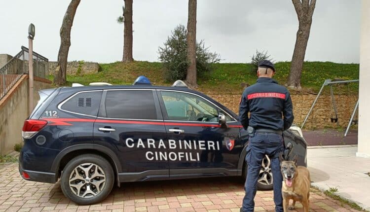Montelepre (PA): i Carabinieri chiudono un canile abusivo