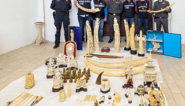 Vicenza, maxi sequestro di avorio: 80 oggetti di elefante africano