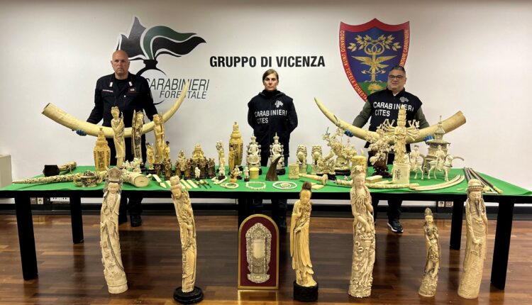 Vicenza, maxi sequestro di avorio: 80 oggetti di elefante africano