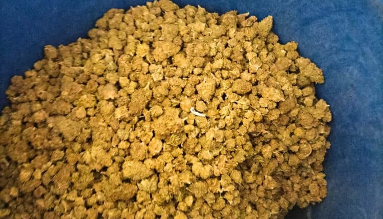 Nuoro: trovato con oltre 40 kg di marijuana e 74 mila euro in contanti, arrestato