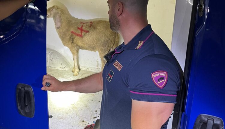 Novara: trovata pecora legata nel cassone di un camion, indagato il conducente