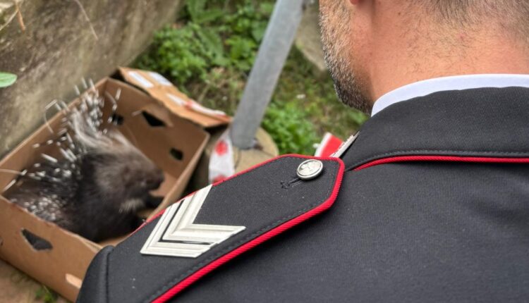 Girifalco, trovano un istrice ferito sul ciglio della strada: salvato dai Carabinieri