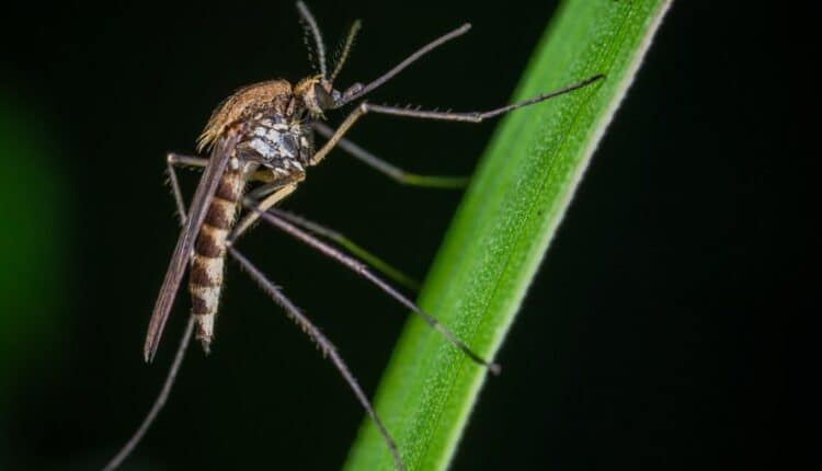 Modena: zanzare, riparte la campagna contro la proliferazione.