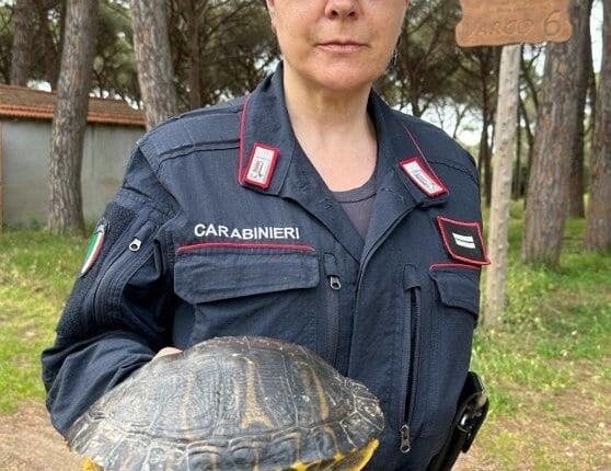 Orbetello: Carabinieri forestali recuperano una tartaruga "Trachemys Scripta Scripta".