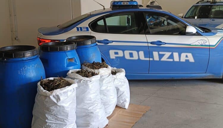 Orosei: La Polizia di Stato sequestra 20 kg di marijuana occultata nella vegetazione.