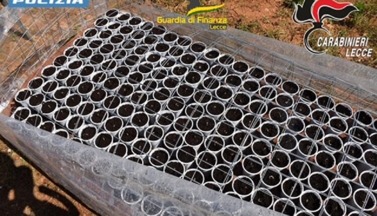 Lecce, operazione interforze presso il campo ROM Panareo: scoperta una piantagione di marjiuana e un'attività di riciclaggio di autovetture