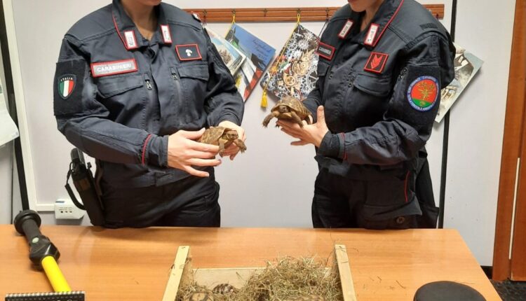 Valderice: prova a vendere 19 tartarughe di specie protetta sul web, denunciato dai Carabinieri.