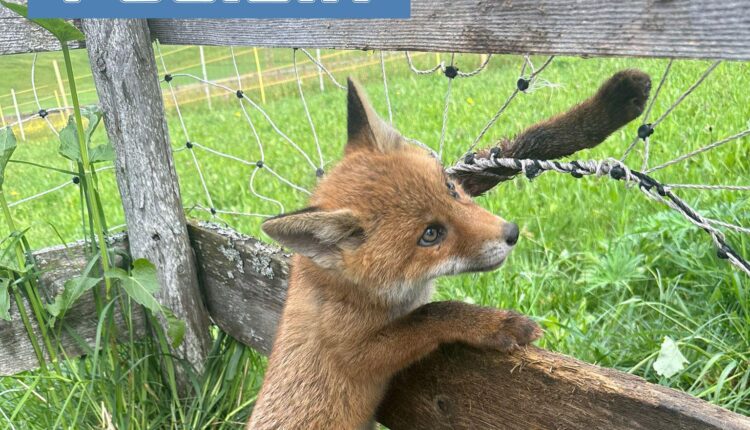 San Candido, la Polizia salva una piccola volpe intrappolata in una rete metallica