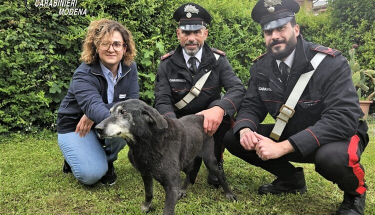 Savignano sul Panaro, i Carabinieri salvano un cane dopo il nubifragio: era intrappolato nel fango