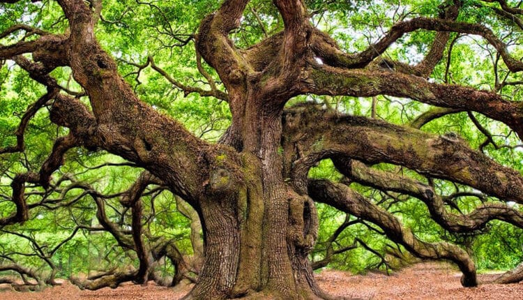 La Regione Lombardia riconosce nuovi 70 alberi monumentali
