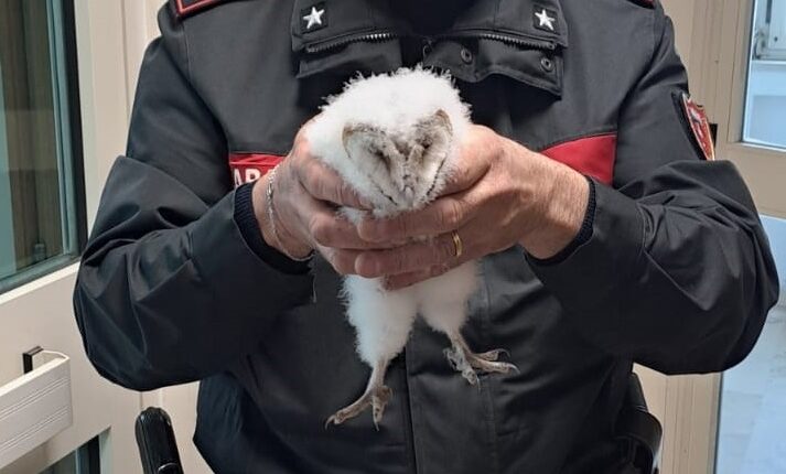 Amaroni, i Carabinieri salvano un rapace notturno appartenente a "specie protetta"