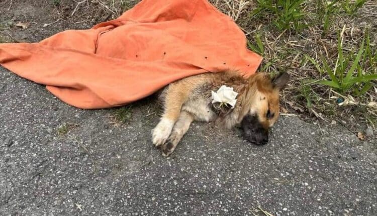 Shock a Catanzaro, muore un cucciolo di cane dopo atroci torture: la denuncia di LEAL