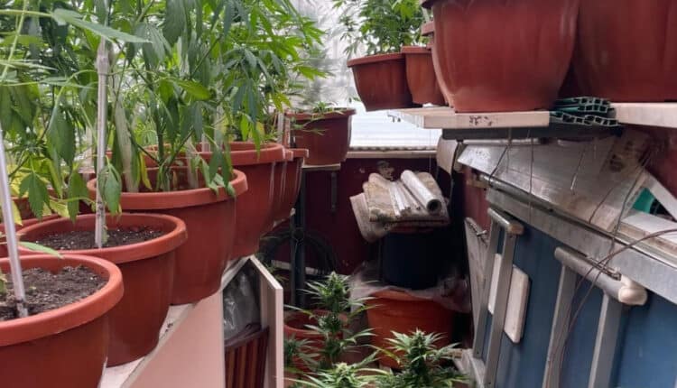 Napoli: nasconde una serra di marijuana sul terrazzo, 51enne arrestato