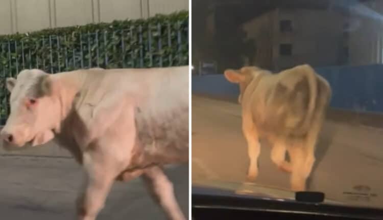 Vicenza, catturato il toro fuggitivo dopo due settimane