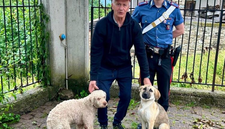 Morfasso, due cani scappano di casa e vagano sul ciglio della strada: salvati dai Carabinieri